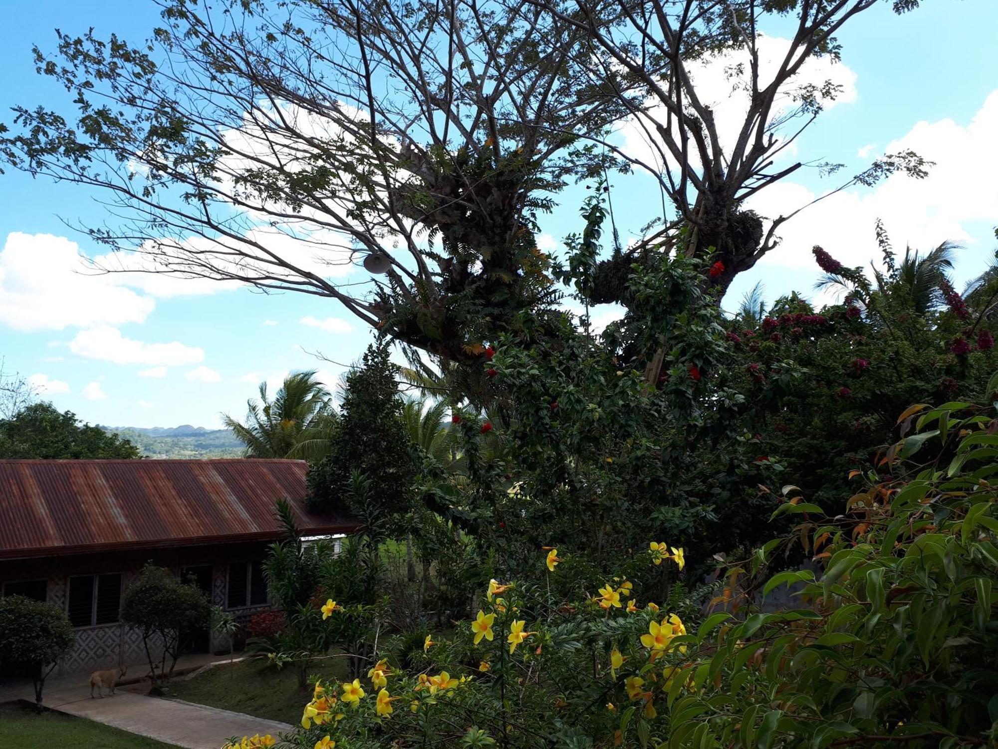 Villa Del Carmen Haven Bohol 外观 照片